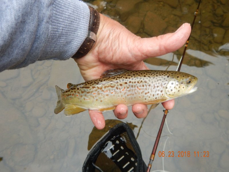 -Kettle Valley-047-.jpg - Here's a considerate fish.  He held still long enough to get a pic in the hand.
